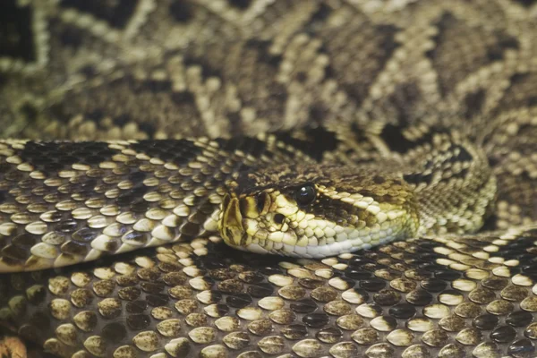 Doğu diamondback çıngıraklı yılan — Stok fotoğraf