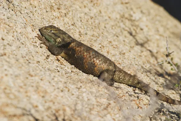 Lagarto espinhoso do deserto — Fotografia de Stock