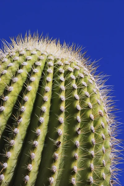 Cactus Saguaro —  Fotos de Stock