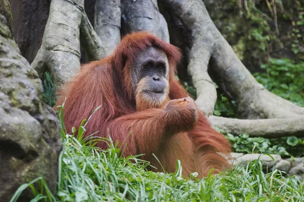 Orangután (pongo pygmaeus), borneo, Indonézia — Stock Fotó