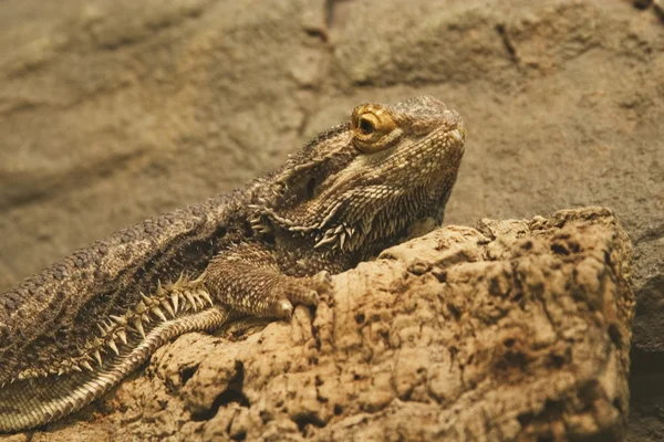 Dragón barbudo — Foto de Stock