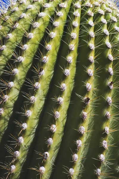 stock image Saguaro Cactus