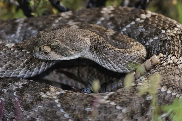 Batı diamondback çıngıraklı yılan — Stok fotoğraf