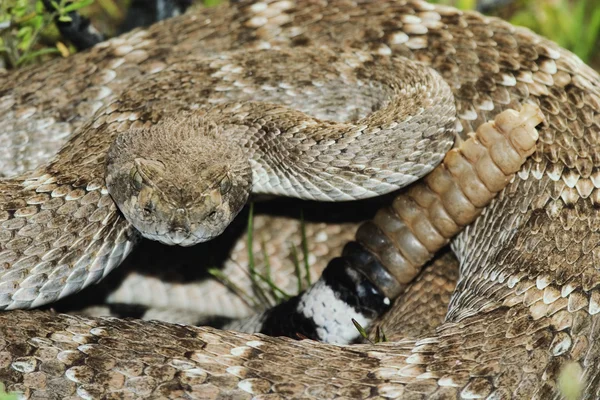 Serpente a sonagli del Diamondback occidentale — Foto Stock