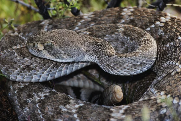Batı diamondback çıngıraklı yılan — Stok fotoğraf