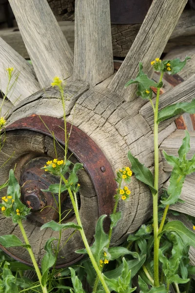 Wagon wheel and yellow flowers — Stock Photo, Image