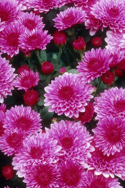 stock image Purple Mums