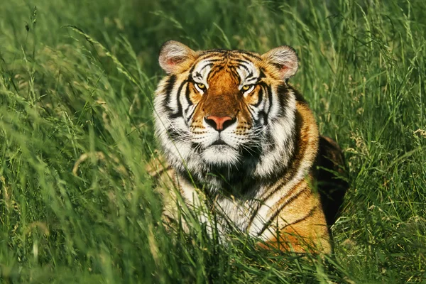 Bengaler Tiger — Stockfoto