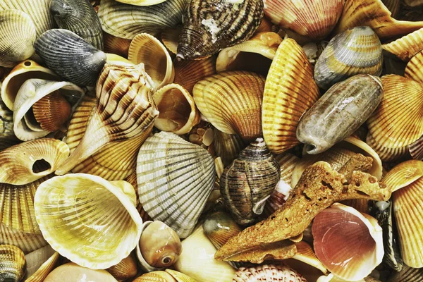 stock image Sea Shells