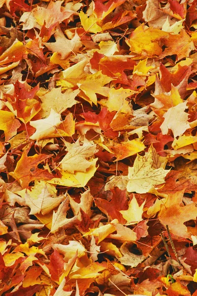 Stock image Autumn Leaves