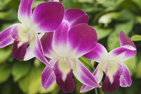 stock image Orchid