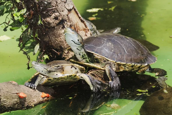 HILAIRE的侧颈龟 — 图库照片