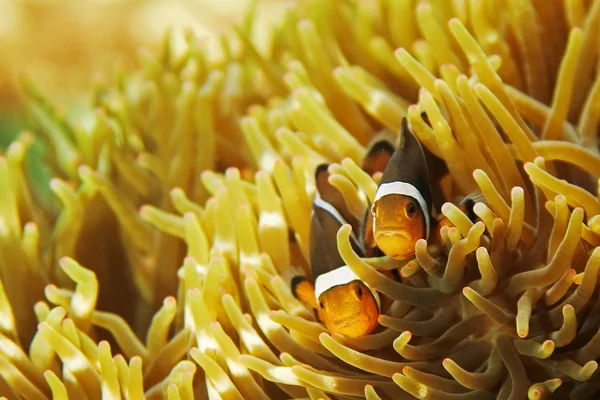 stock image Clown Fish