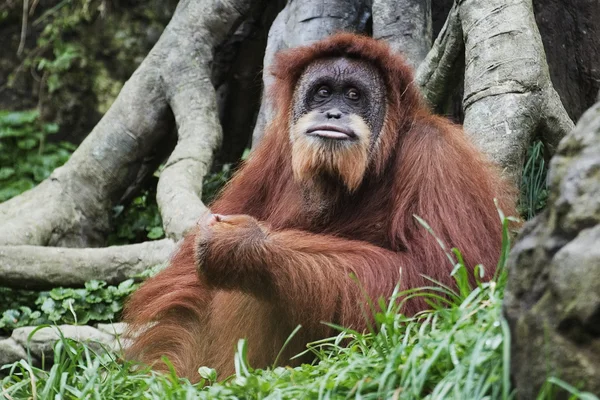 Orangotango (Pongo pygmaeus), Bornéu, Indonésia — Fotografia de Stock