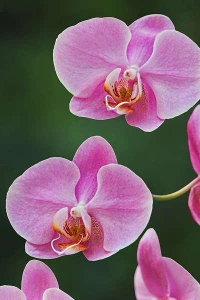 stock image Flowers