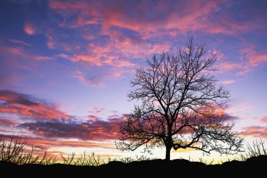 Tree at sunrise clipart