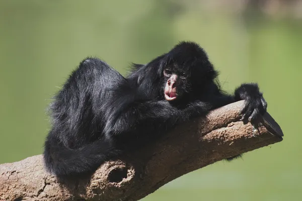 Kara yüzlü örümcek maymun — Stok fotoğraf