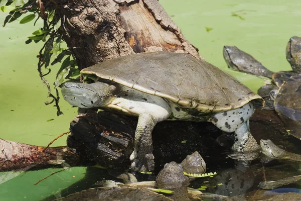Tartaruga de pescoço lateral da Hilaire — Fotografia de Stock