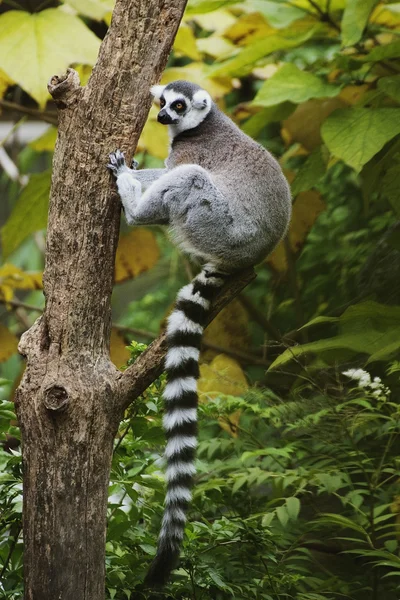 Lemur de cauda anelada sentado na árvore — Fotografia de Stock