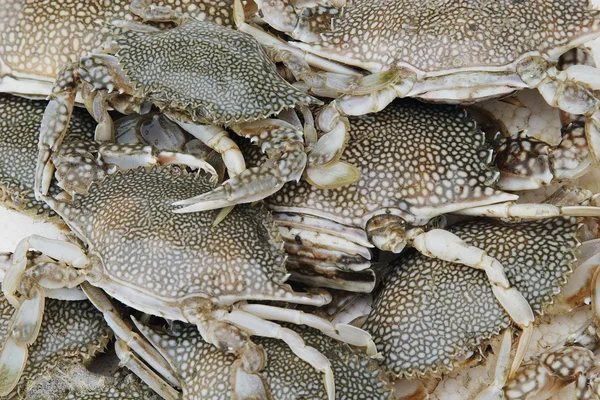 stock image Fresh caught crabs