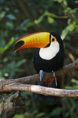 Toco Toucan clipart