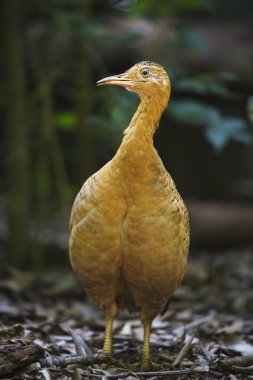 Kırmızı kanatlı tinamou