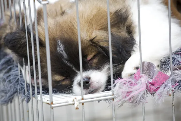 在一个笼子里的小狗 — 图库照片