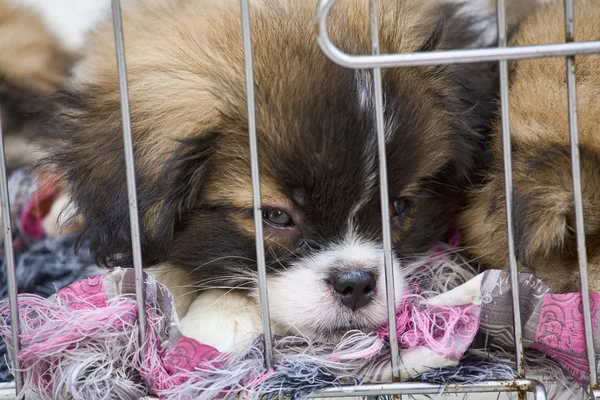 Cachorros en una jaula — Foto de Stock