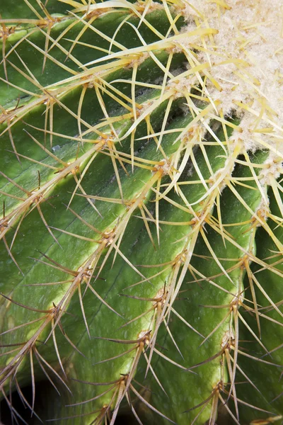 Cactus de barril dorado —  Fotos de Stock