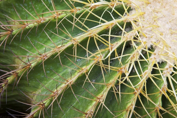 stock image Golden Barrel Cactus