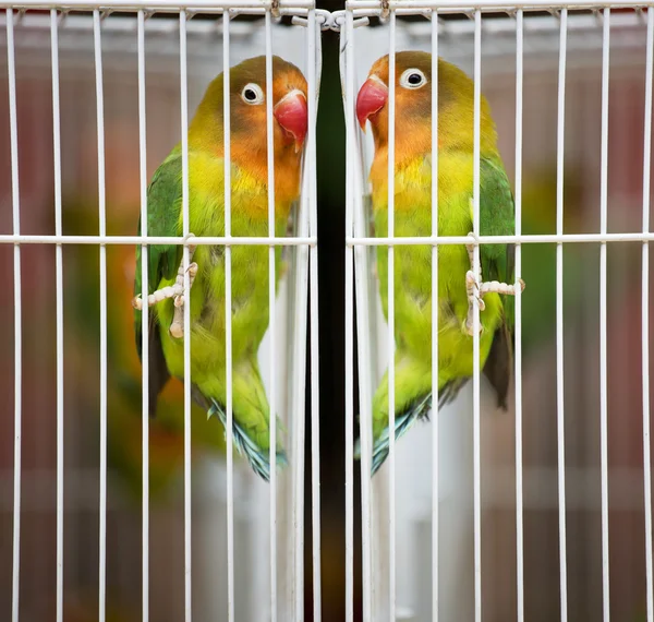 Muhabbet kuşları — Stok fotoğraf