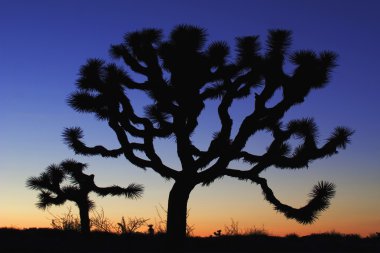 Joshua Tree at dusk clipart