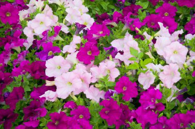 Petunias clipart