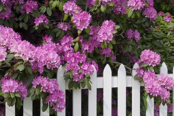 Rododendron és Előőrs kerítés — Stock Fotó
