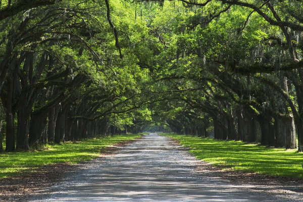 Oak cover road