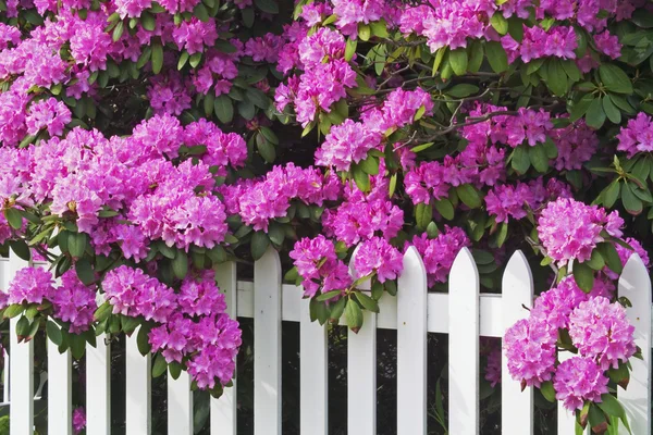 Rododendrons en piket hek — Stockfoto