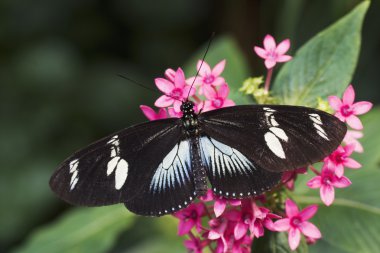 Doris Longwing Butterfly clipart