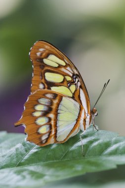 Malachite Butterfly clipart