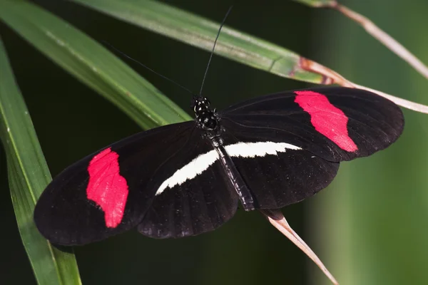 Koyu kırmızı-yamalı longwing kelebek — Stok fotoğraf