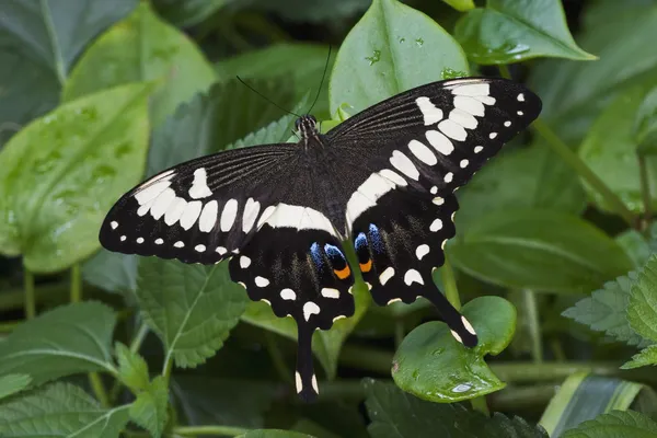 Cesarz swallowtail — Zdjęcie stockowe
