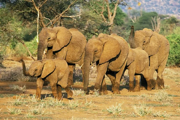 África — Foto de Stock