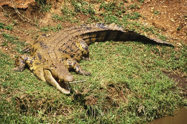 stock image Nile Crocodile