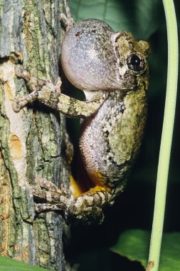 Gray Treefrog clipart