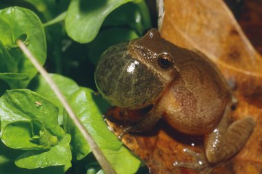 Northern Spring Peeper clipart