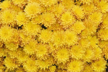 Yellow Mums clipart