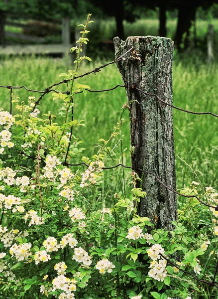 stock image Wild Roses