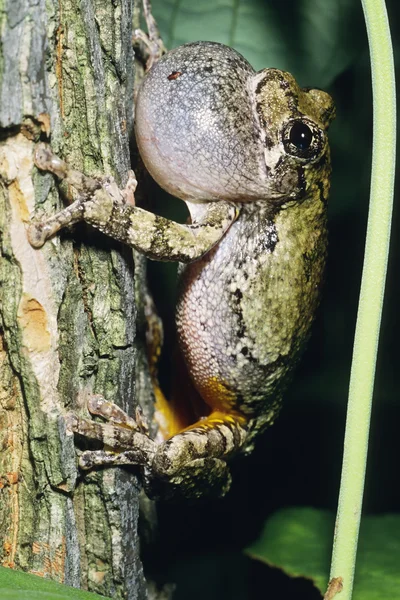 Gris Treefrog — Foto de Stock