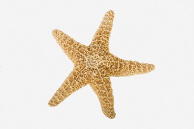 Starfish clipart