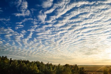 Cirrus bulutlar üzerinde orman.