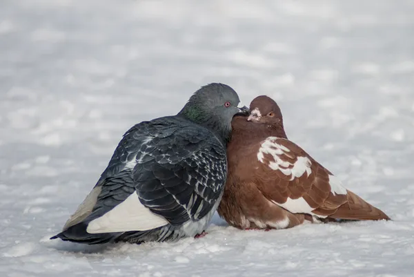 stock image Pigeon kiss